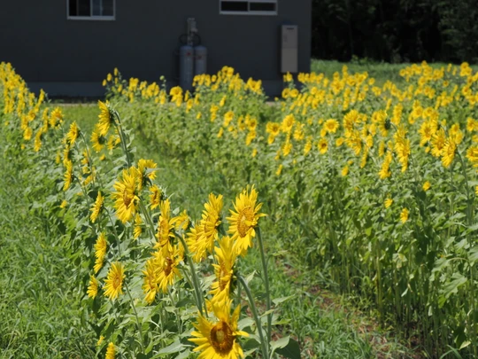 Sunflower Field