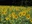 Sunflower Field