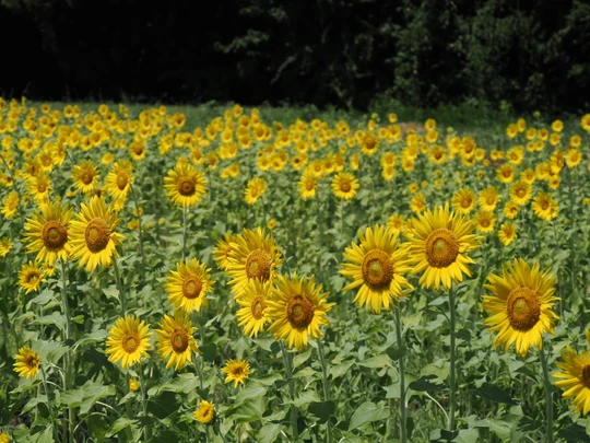 Sunflower Field