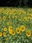 Sunflower Field
