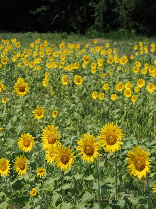 Sunflower Field