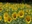 Sunflower Field
