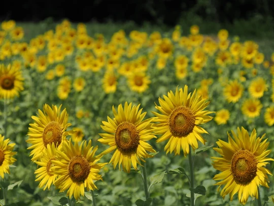 Sunflower Field