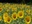 Sunflower Field