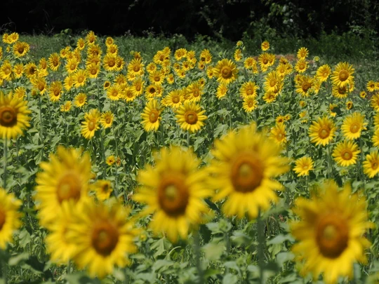 Sunflower Field