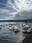 Swans of Lake Yamanaka