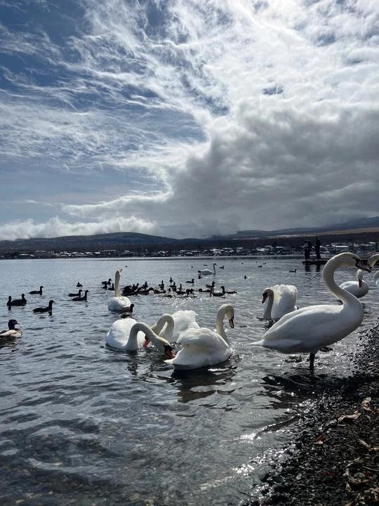 Swans of Lake Yamanaka