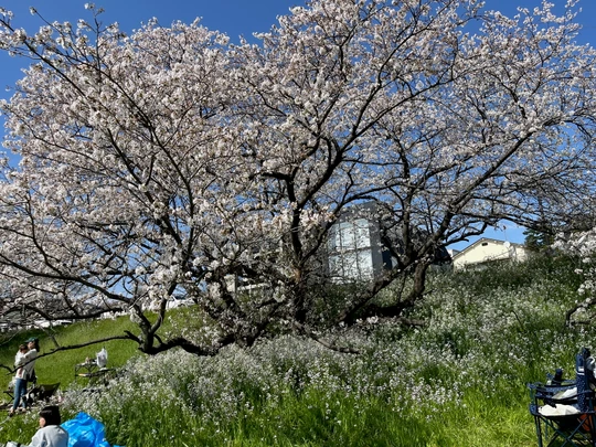 Tamagawa Gyokusen Park