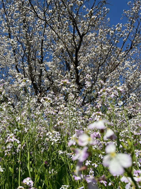 Tamagawa Gyokusen Park