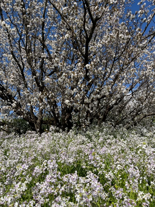 Tamagawa Gyokusen Park