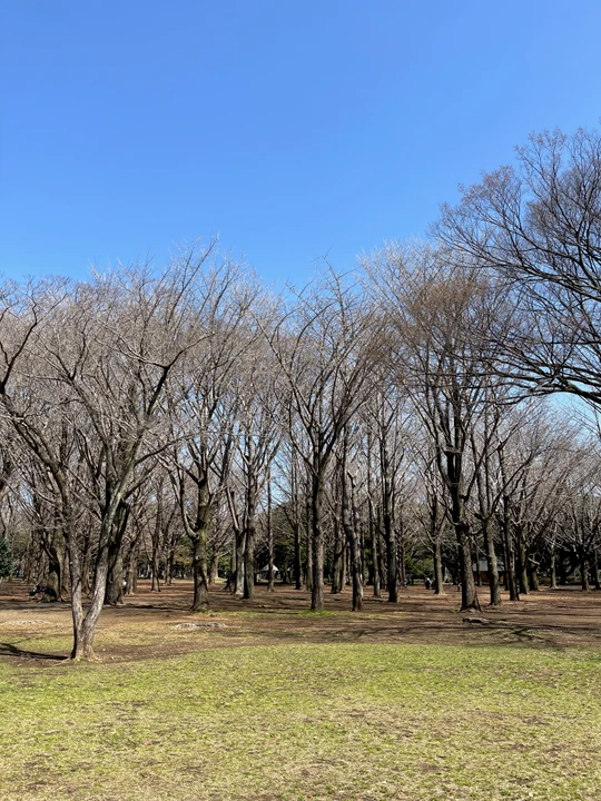 Yoyogi Park