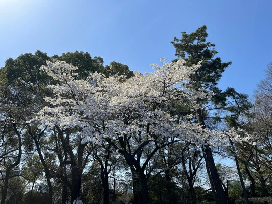 Yoyogi Park