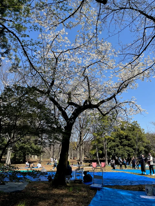 Yoyogi Park