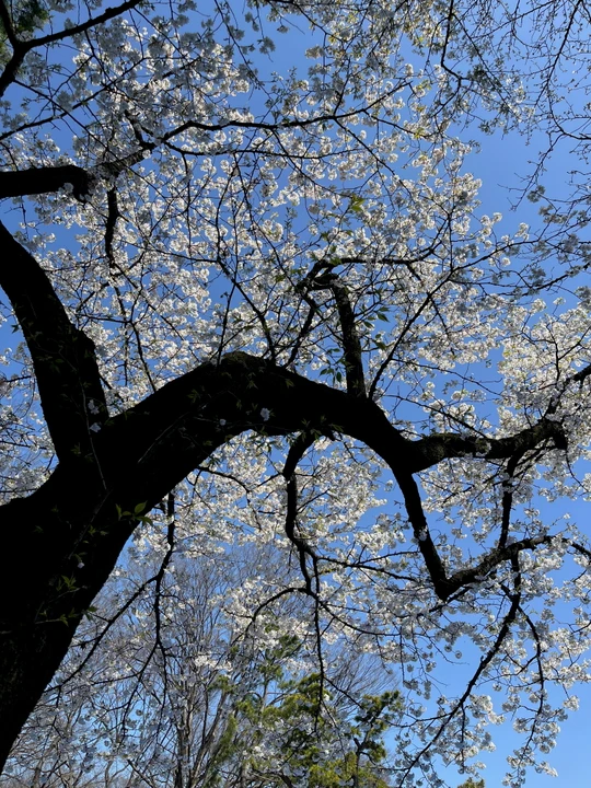 Yoyogi Park