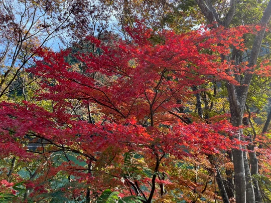 Okutama