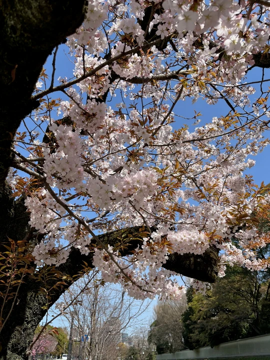 Tokyo