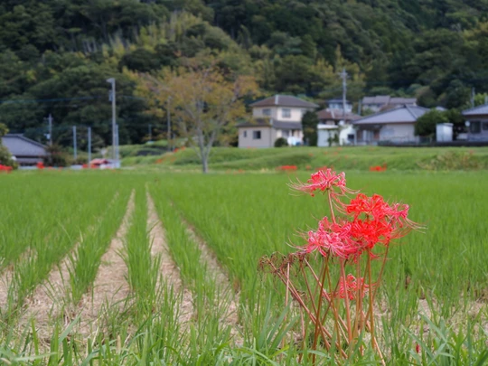Kawazu