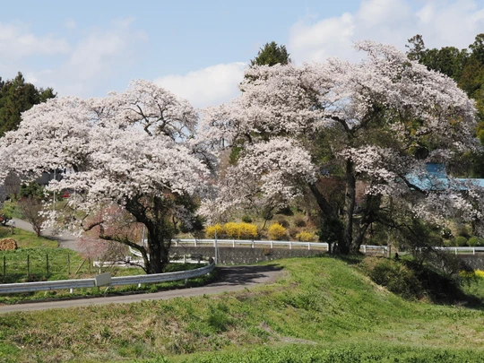 Miharu