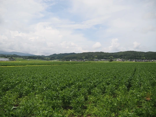 Toyama